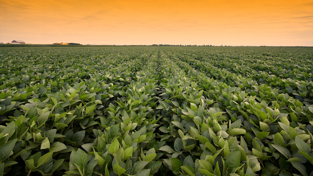 soybean fields