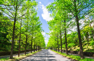 新緑が眩しいメタセコイアの並木道