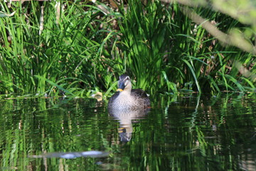 鴨　カモ