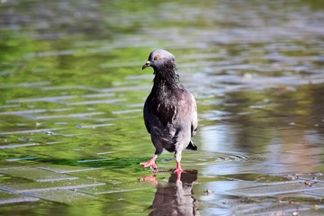 Lonely city wet bird pigeon walking along the sidewalk tile