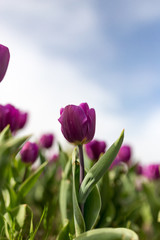 Beautiful purple tulips in nature