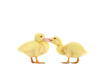 Two little ducklings