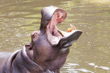 Aggressive Hippopotamus (Hippopotamus amphibius) with open mount in water.