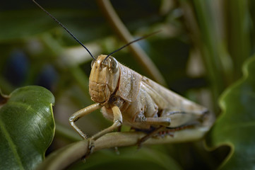 Grasshopper sit in leaves.