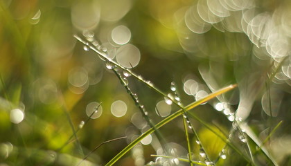 Detail blurred morning dew water photo background