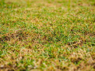 selective focus of green grass in the meadow
