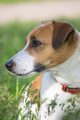Dog Jack Russell Terrier sitting in the green grass on the field at summer day