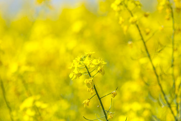 
Flowers of the oilseed rape plant 