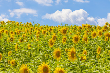 Fototapeta premium Sunflower field 