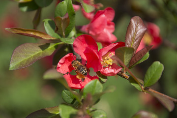 Obraz premium Bee on the flower in spring
