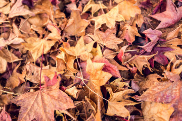 Autumn Leaves