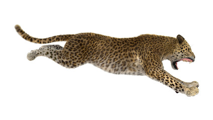 3D Rendering Big Cat Leopard on White