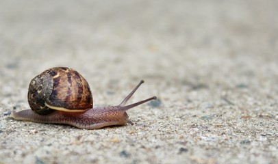 Snail on pavement