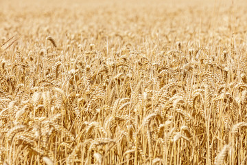 Wheat