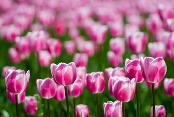 Colorful tulips. Beautiful spring background