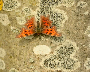 Comma butterfly or Polygonia c-album sitting on trunk