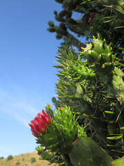 Flower on Cholla Cactus