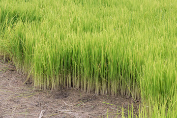 Terraced Rice Field with Hut and Mountain Background , Chiang Mai in Thailand ,Blur Background

