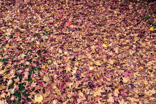 Autumn Leaves
