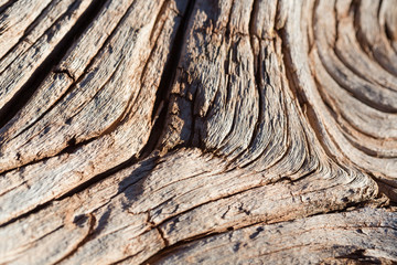 Tree bark texture and background