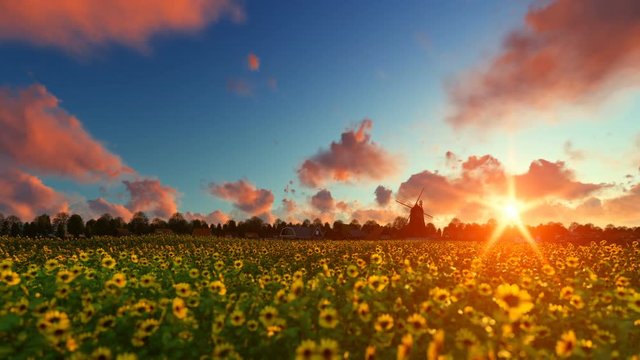 French sunflower village with old windmill against beautiful sunset