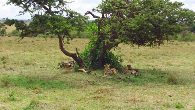 cheetahs lying under tree in savanna at africa