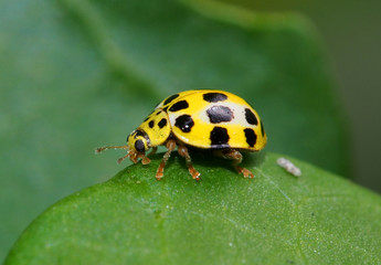 Mauritius Coccinellidae (lady bird)