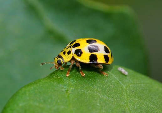 Mauritius Coccinellidae (lady bird)