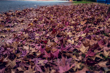 Autumn Leaves