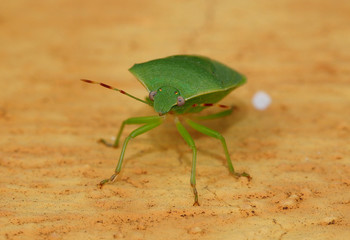 Green stink bug