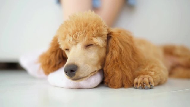 The puppy poodle is sleeping on the floor.