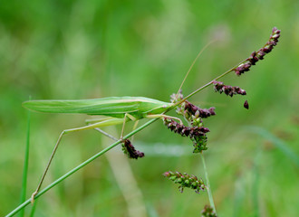 grasshopper on the grass leaf in moring light