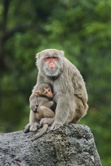 Naklejka na ściany i meble Taiwan macaque