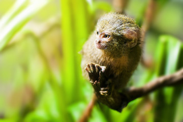 Pigmejka jest najmniejszą małpą na świecie. Jej naturalnym środowiskiem są lasy deszczowe. - obrazy, fototapety, plakaty