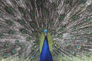 Obraz premium Peacock