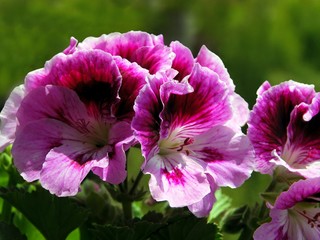 Naklejka premium pretty flowers of geranium plant
