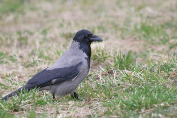 Crow on the ground