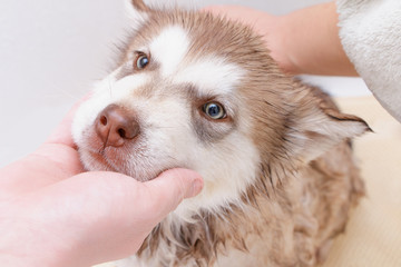 Bathing a puppy Alaskan Malamute