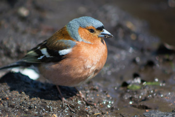 Finch is looking for food
