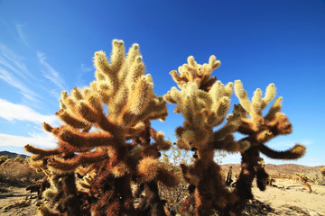 Naklejka na ściany i meble Cholla Cactus Garden at Joshua Tree National Park, California, USA