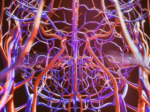 Blood vessels of a human - 3D Rendering