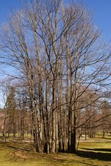 Obraz premium trees in park at spring