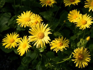 yellow flowers of Doronicum orientale perennial plant