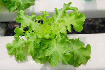 THAILAND - May 06, 2017: Fresh green lettuce leaves
