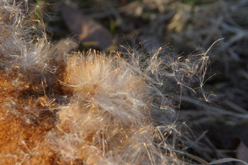The seeds of reeds go to the long journey © Пальцына Ирина