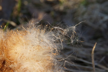 The seeds of reeds go to the long journey