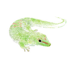 Green lizard gecko vector illustration. Figure spots, isolated on white background.
