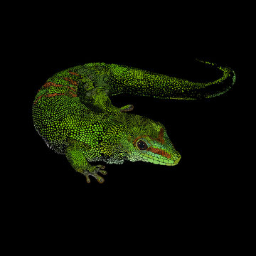 Green lizard gecko vector illustration. Figure spots, isolated on black  background.