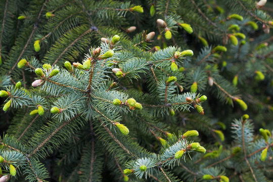 Spruce branches as a textured background. Blue spruce, green spruce, white spruce, species of spruce tree.