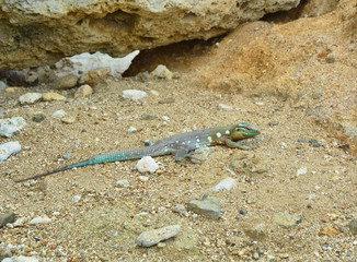 The whiptail blue lizard